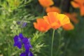 Beautiful Flower